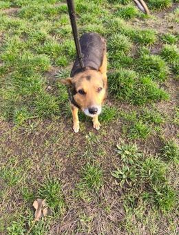 Rosie - sanfte Hündin sucht Zuhause - Hausen (Würzburg)