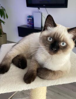 Liebevoller BKH Kater sucht sein neues Zuhause - Zirndorf Zentrum