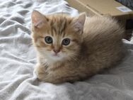 Drei bezaubernde BKH-Kitten suchen ein liebevolles Zuhause - Nürnberg