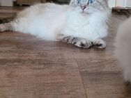 Ragdoll Kitten Reinrassig, vier wunderschöne Kätzchen und Kater - Grünhain-Beierfeld Beierfeld