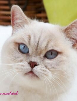 Britischkurzhaarkatzen mit Stammbaum kastriert - Lamerdingen