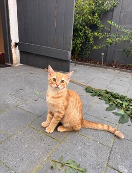 Jungkatzen abzugeben - Bremen