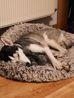 Husky sucht ein liebevolles Zuhause - Röttenbach (Landkreis Erlangen-Höchstadt)