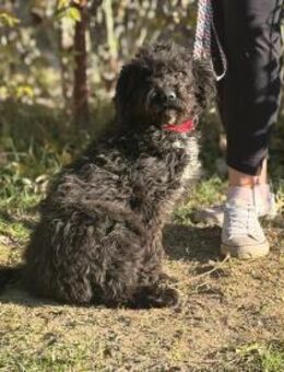 Bors - will dein Herz erobern! - Köln