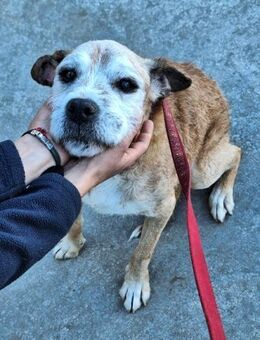 Okky; ruhevolle, graue Schnauze - Geilenkirchen