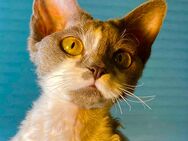 Devon Rex Mädchen mit Stammbaum – Allergikerfreundlich - Oldenburg