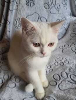 Katchen Britishurzhaar reinrassig - Frankfurt (Main) Sindlingen