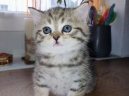 BKH Kitten - Lahr (Schwarzwald)