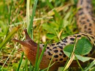 Tigerschnegel,Tigerschnecke,Tigernacktschnecke,BIO Schneckenschutz Schneckenfalle - Coswig (Anhalt)