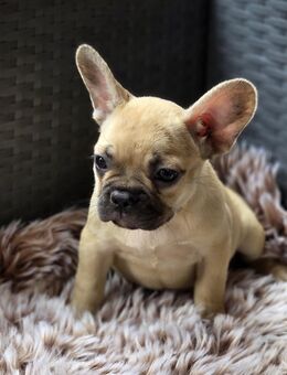 Französische Bulldogge Welpen - Ahaus