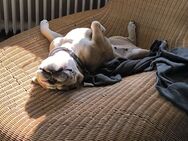 Englische Bulldogge 4j Hündin, Kinderlieb und katzenverträglich - Detmold