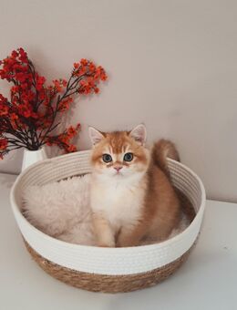 Verschmustes BKH Kitten - Schwalbach