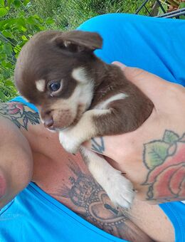 Chihuahua Welpe Braun - Puderbach