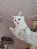 Bkh kitten in Blue und Weiß zur Abgabe ! in 78333