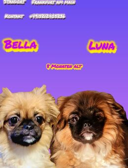 600€/1000 2 Pekinese/chihuahua mix for sale - Frankfurt (Main) Niederrad