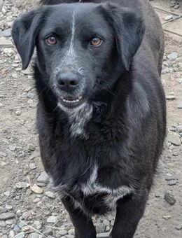 Süße Maya-startklar für ein neues Leben - Overath