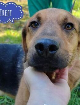 Treff braucht wirklich ein Zuhause - Flörsheim-Dalsheim