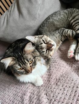 Katzen in liebevolle Hände abzugeben - Halle (Landkreis Holzminden)