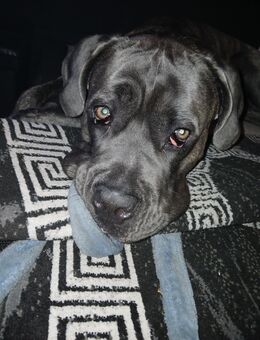 Cane corso - Oberhausen