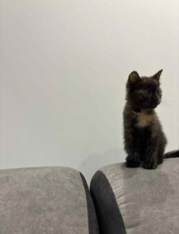 BKH kitten - Bad Bramstedt