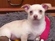 Mischlingswelpen Chihuahua Jack Russel Terrier bis 30 cm - Selters (Westerwald)