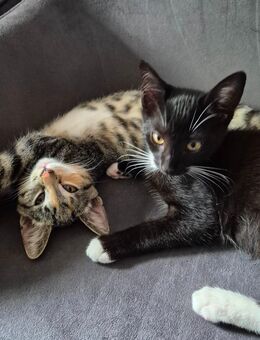 Katzenbabys Kitten suchen ab sofort ein neues liebevolles Zuhause - Hamburg Wandsbek