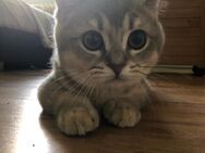 Katze BKH - Rheine