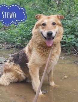 Stewo - Sucht Herzmensch - Flörsheim-Dalsheim