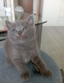 Bkh kitten - Fürth