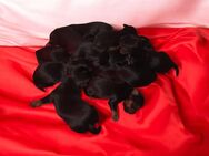 Yorkshire Terrier Welpen mini baby antialergika - Altomünster
