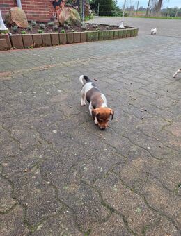 Jack Russel Terrier Welpen Rüde frei - Raddestorf