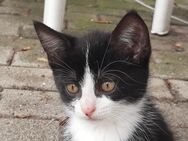 Verschmuste kleine Katze in Gute Hände abzugeben - Westerstede Zentrum