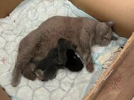 Reinrassige BKH Kitten in Blue und Chocolate! - Bonn