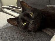 katze zu verkaufen - Witten