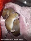 Biete Hilfe für verwaiste Rattenbabys in 46286