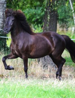 Lakkris Perla vom Kattmannskamp 10j.Islandstute Rappe 5Gänger 137cm - Ostbevern