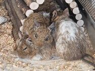 Degu-Trio Böckchen abzugeben - Zülpich