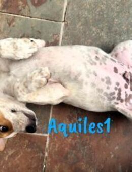 Aquiles1 aufgeschlossener Welpe 1/25 ESP - Ruppertsecken