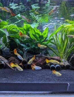 Golden Flame Hochzucht Guppy - Schwaförden