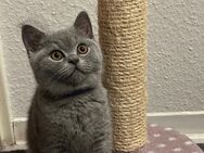 Britisch Kurzhaar Kitten BKH Weibchen - Mannheim