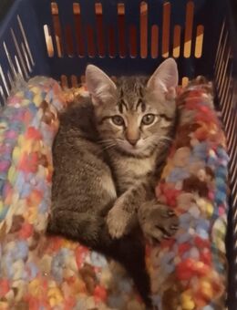 Jungkater Katzenbaby abzugeben ab 28.9. - Randersacker