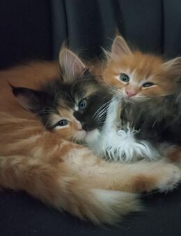 Zuckersüße Maine Coon Mischlinge - Biberach (Riß)