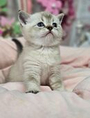 Zauberhafter BKH Kätzchen, suchen liebevolles Zuhause. Komplet geimpft in 96450