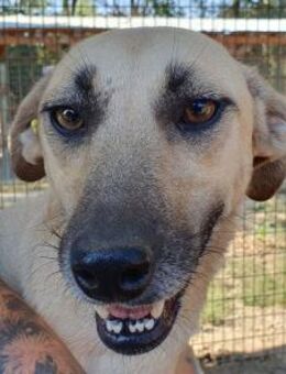 KAILY-zauberhafte, schlanke Hündin,48 cm - Rösrath