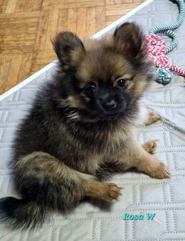 Zwergspitz Welpen suchen liebevolles zu Hause - Ronshausen