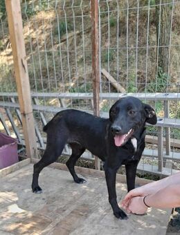 Schwarze Schönheit Hitomi - Tholey