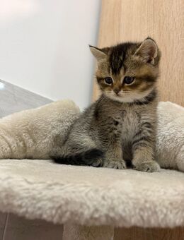 BKH KITTEN (BLACK GOLD SHADED & BLUE POINT) - Hof