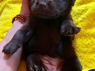 Labrador Retriever Welpen Schoko und schwarz reinrassig -noch 3- - Grabenstätt