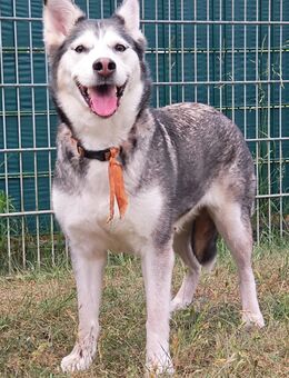 Husky - Mix - Hündin sucht neues Zuhause - Ahrensfelde
