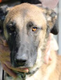 Nayati - unkomplizierte Familienhündin - Lohra